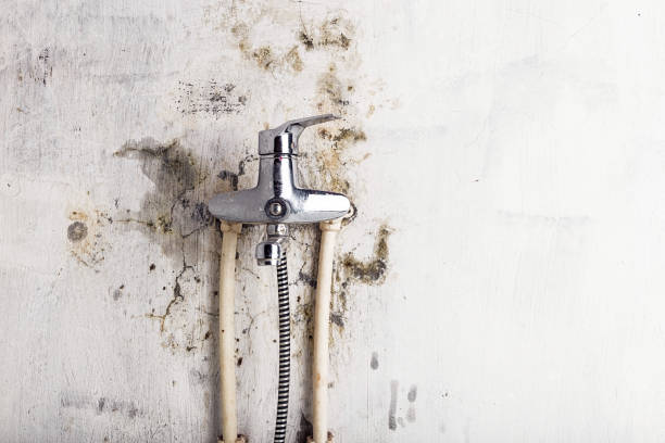 Best Same-Day Mold Removal  in Bainbridge, GA