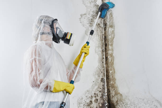 Best Office Mold Removal Services  in Bainbridge, GA