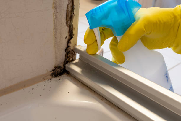 Professional Mold Removal in Bainbridge, GA