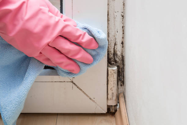 Best Commercial Mold Removal  in Bainbridge, GA