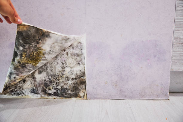 Best Local Mold Removal Service  in Bainbridge, GA